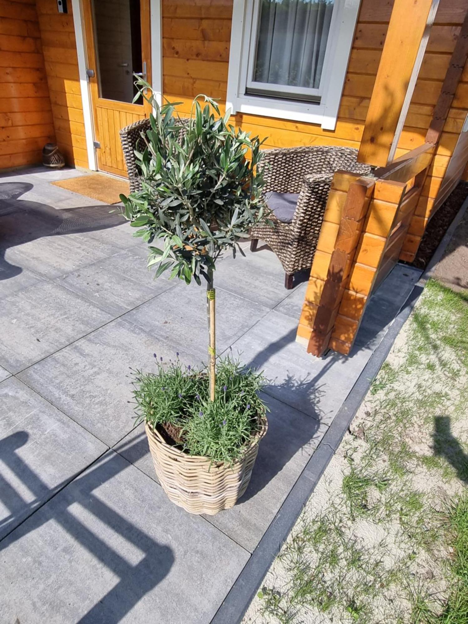 Nieuw - Luxe Blokhut Chalet In Bosrijke Omgeving Anloo エクステリア 写真