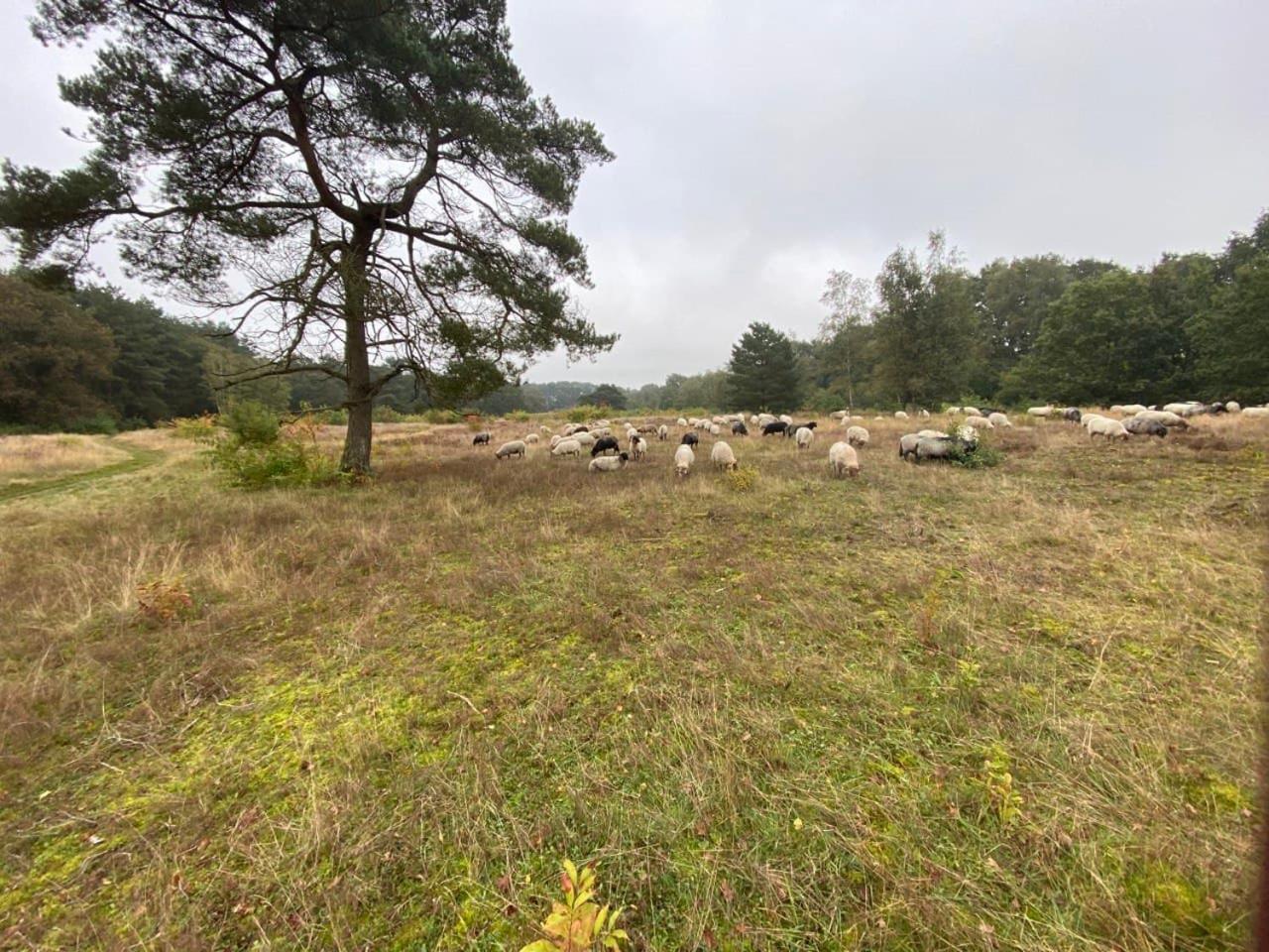 Nieuw - Luxe Blokhut Chalet In Bosrijke Omgeving Anloo エクステリア 写真